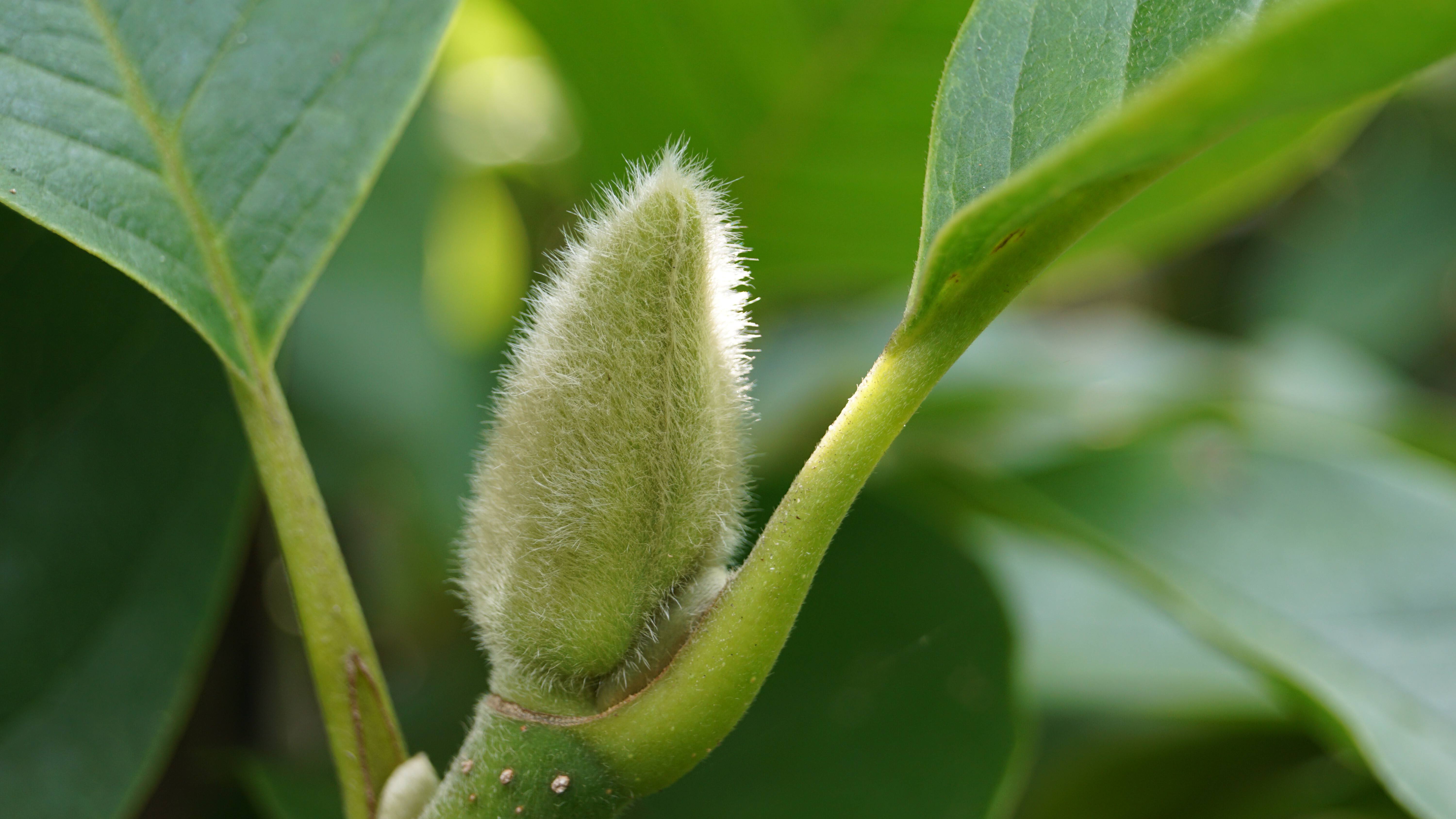 Magnolia soulangeana 'Sundew' (4)